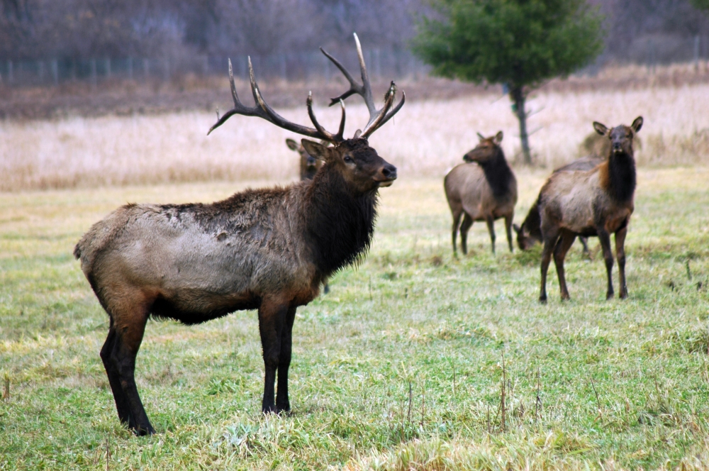Elk hunting in Wisconsin