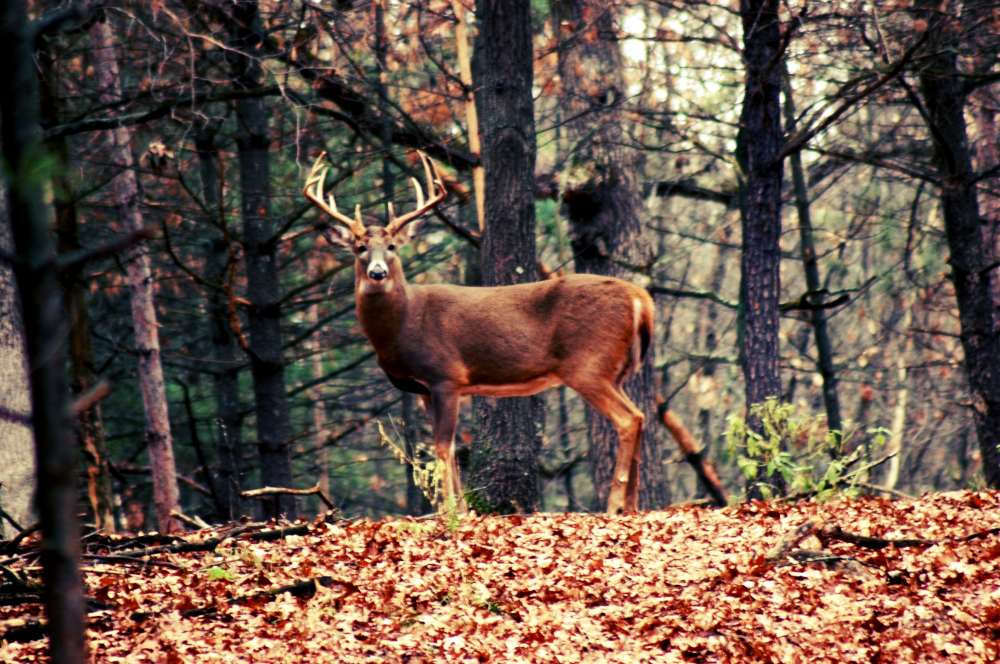 trophy deer hunting in Wisconsin