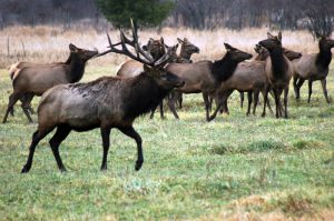 elk hunting in Wisconsin