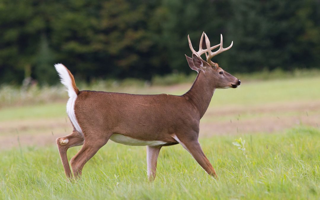whitetail deer hunting Wisconsin