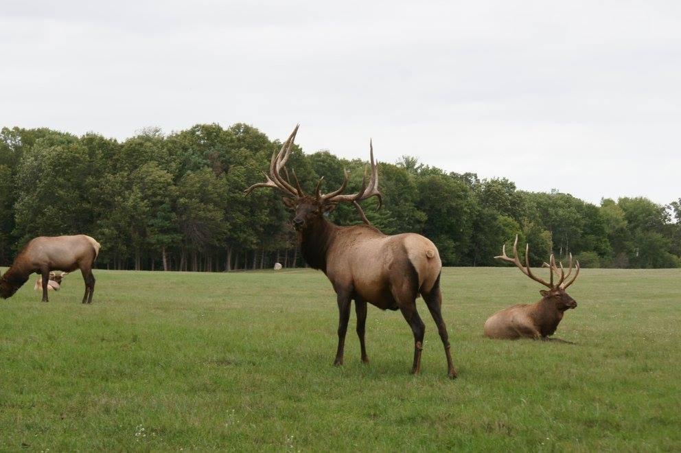 Bull Elk 400 plus hunt