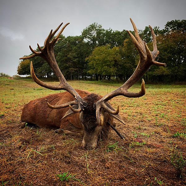 Trophy red stag hunt