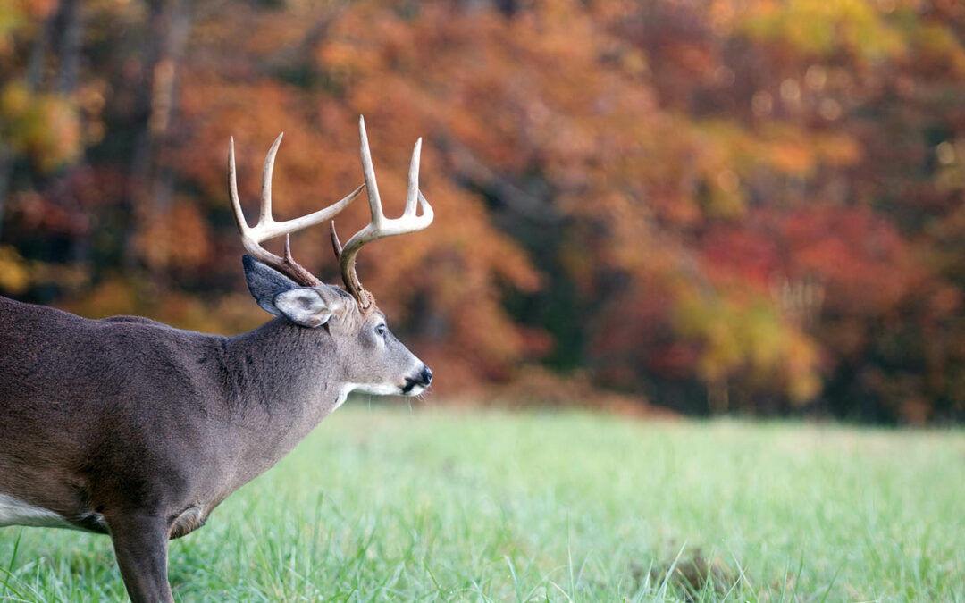 fall deer hunt in Wisconsin