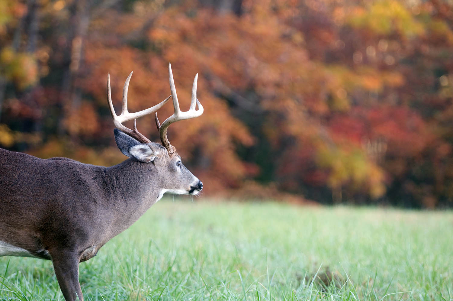 Can You Hunt Elk in Wisconsin? Discover the Thrills of Wisconsin Elk Hunting
