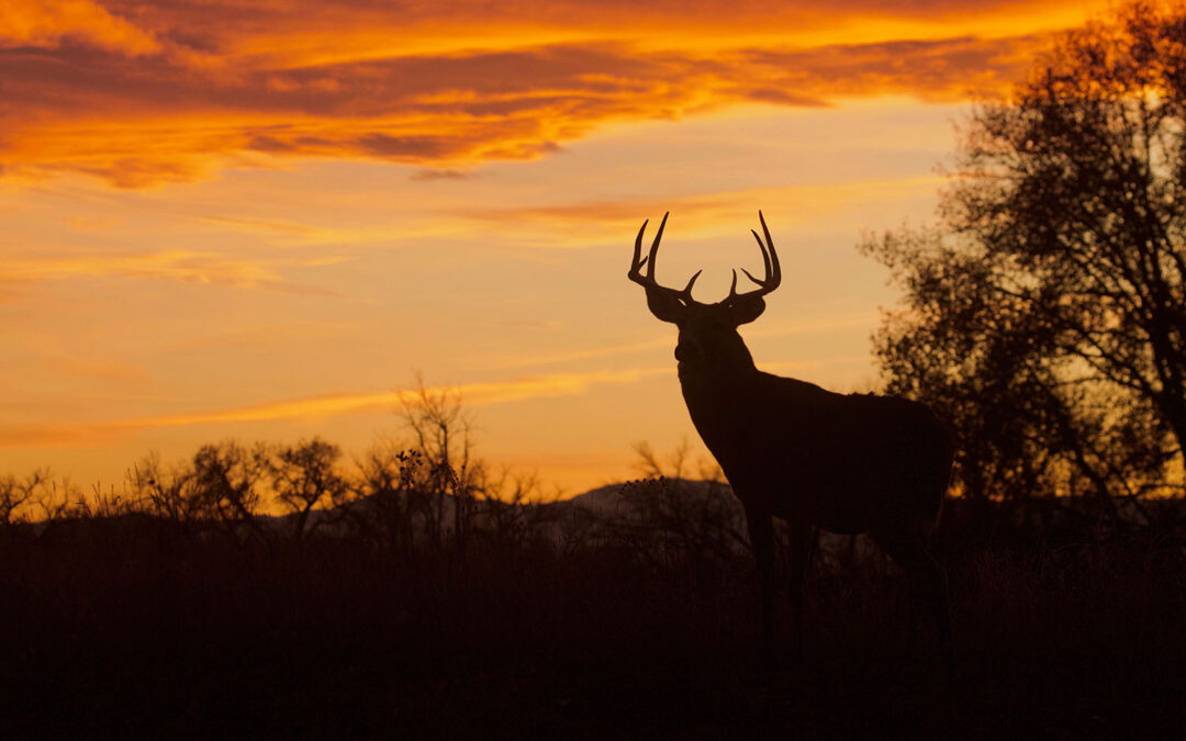 deer hunting Wisconsin