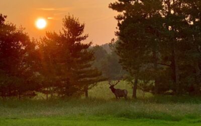 A Summer Safari in Wisconsin: Discovering the Untamed Beauty of Edenwood Ranch