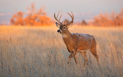 Autumn Hunts at Edenwood Ranch: Pursuing the Majestic Whitetail Amidst Wisconsin’s Fall Splendor