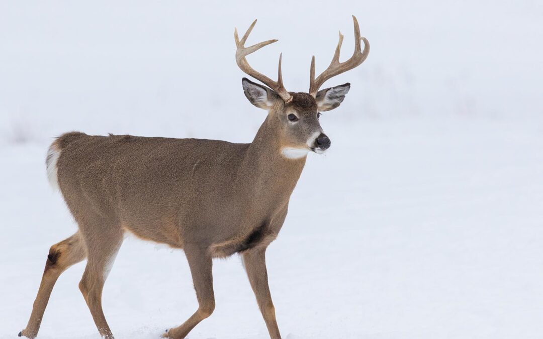 Winter Whitetails: Mastering the Art of January Deer Hunting at Edenwood Ranch